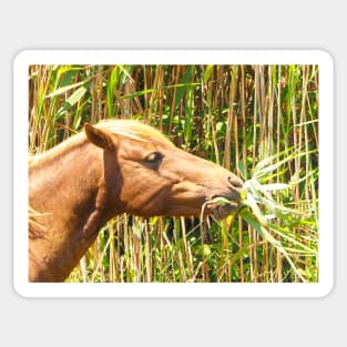 Assateague Pony Enjoying a Marsh Grass Lunch Sticker